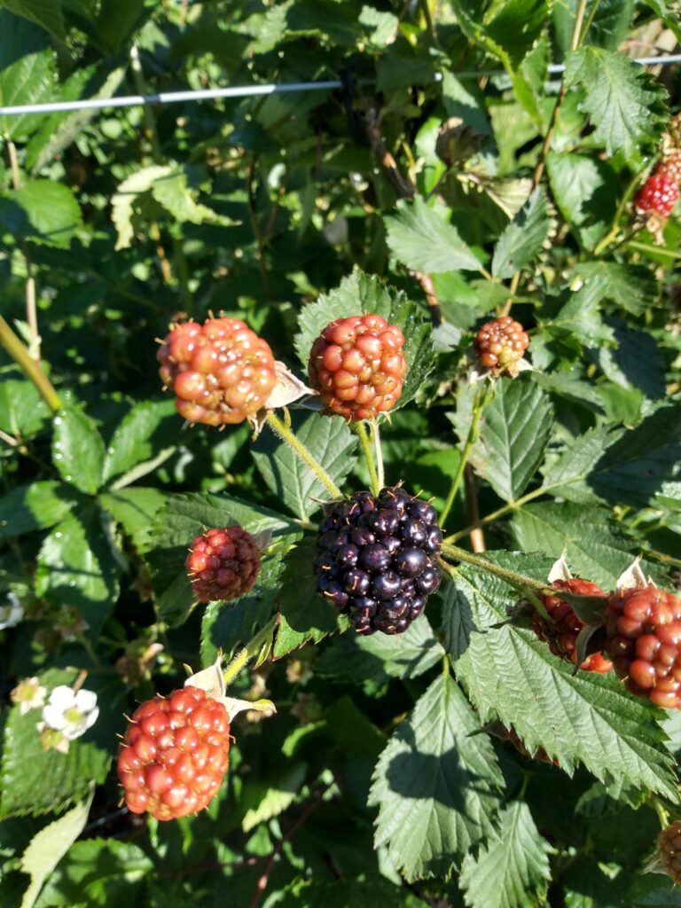 Several unripe red blackberries and one ripe black blackberry growing on a bush with green leaves in sunlight.