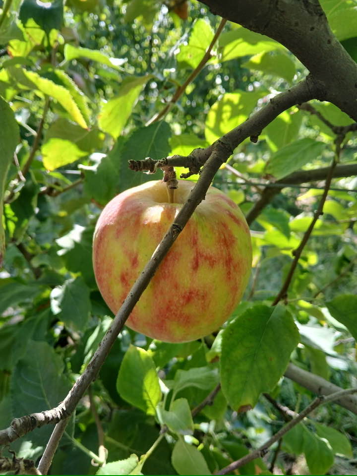 A single ripe apple hangs from a tree branch, surrounded by green leaves in sunlight.