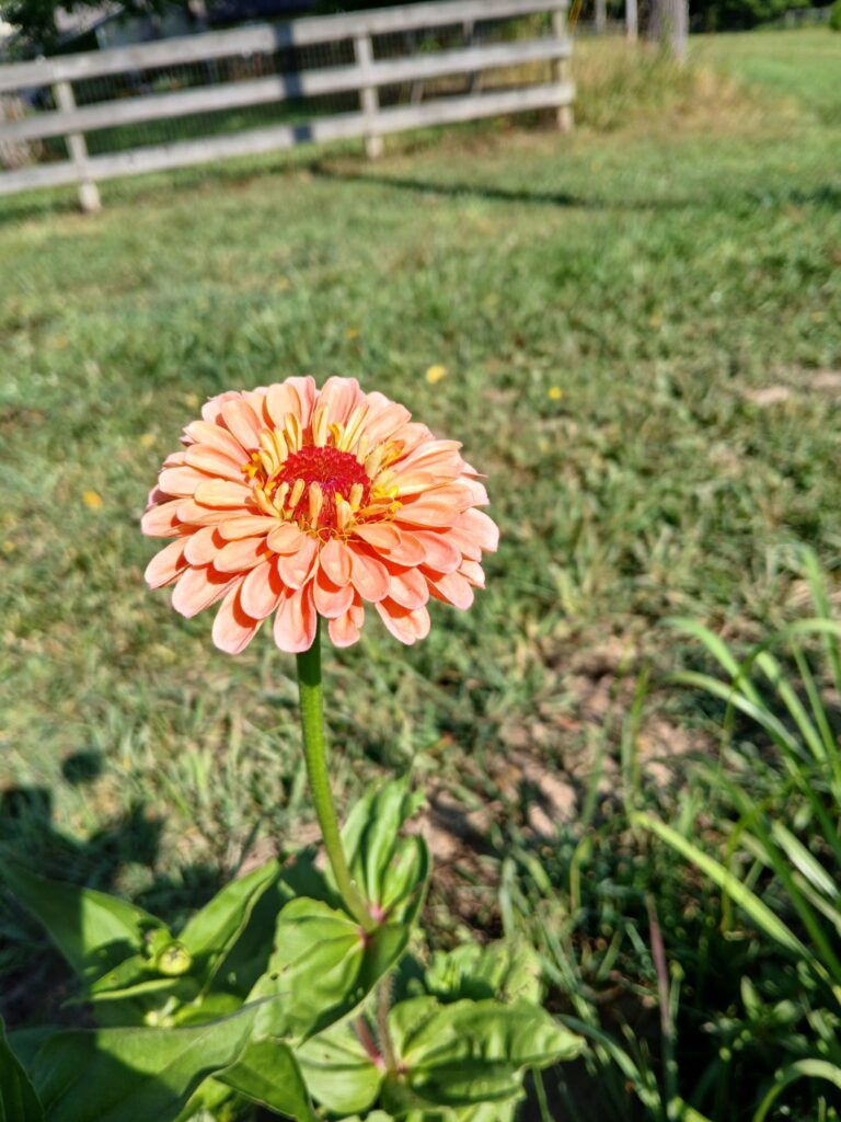 A peach-colored zinnia flower with a red center blooms in a grassy yard near a wooden fence on a sunny day.